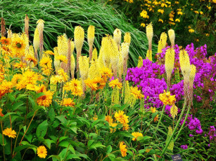 Картинка цветы разные вместе желтые