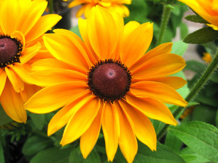 Картинка цветы рудбекия лепестки желтый