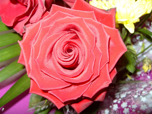 Обои картинки фото цветы, розы, красный