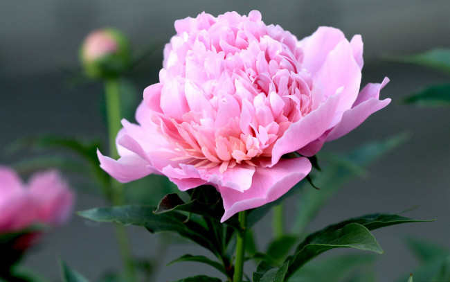 Обои картинки фото цветы, пионы, лепестки, бутон