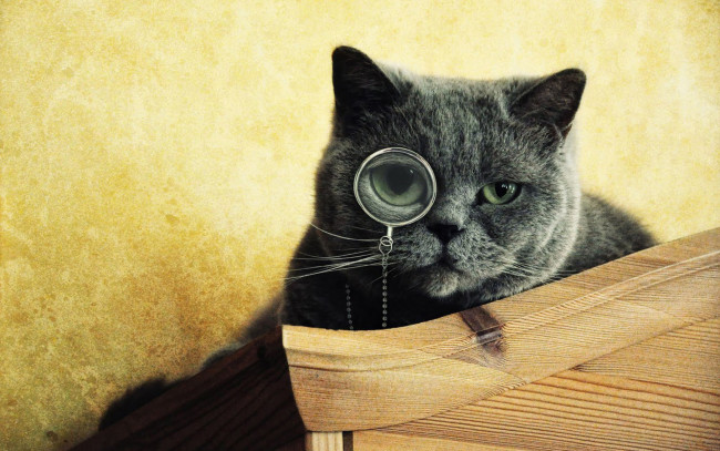 Обои картинки фото животные, коты, монокль