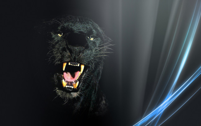 Обои картинки фото животные, пантеры, оскал, пантера, морда, обои, леопард