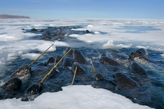 Обои картинки фото 