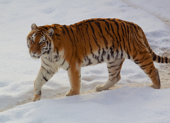 Обои картинки фото животные, тигры, хищник, снег