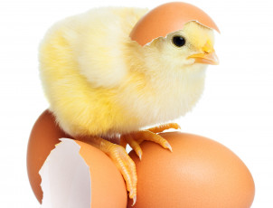 Картинка животные куры +петухи яйца пушистик