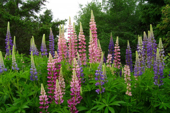 Картинка цветы люпин лето