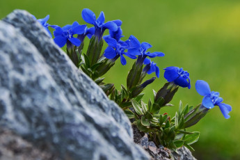 Картинка цветы горечавки синий