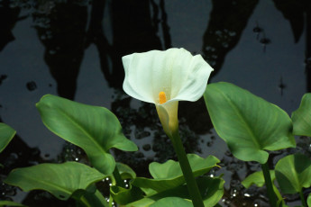 Картинка цветы каллы одиночество