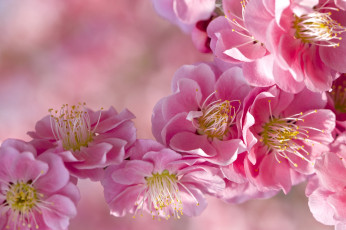 обоя цветы, цветущие деревья ,  кустарники, слива