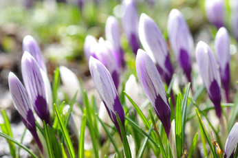 Картинка цветы крокусы бутоны