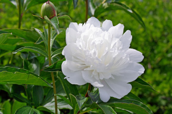 Картинка цветы пионы белый