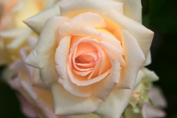 Картинка цветы розы макро