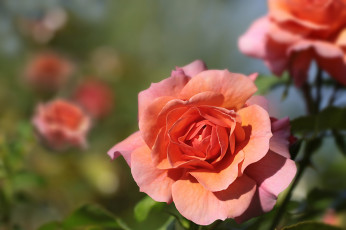 Картинка цветы розы макро