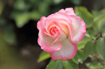 Картинка цветы розы нежность