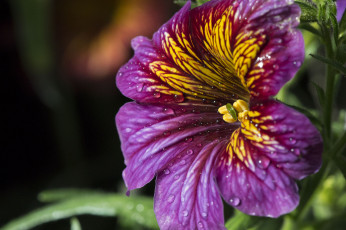 Картинка цветы сальпиглоссис макро