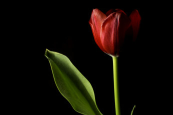 Картинка цветы тюльпаны бутон