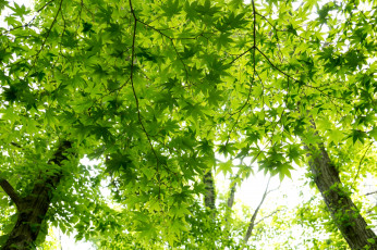 Картинка природа листья клен