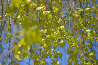 Картинка природа листья макро листва ветки лето