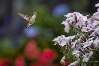 Картинка животные колибри кроха