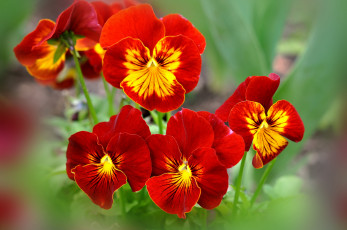 Картинка цветы анютины+глазки+ садовые+фиалки виола