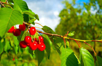 обоя природа, Ягоды, вишня