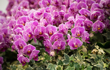 Картинка цветы орхидеи много