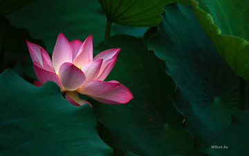 Картинка цветы лотосы лепестки