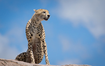 Картинка животные гепарды кошка