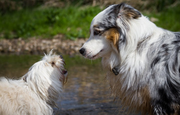 Картинка животные собаки профиль парочка