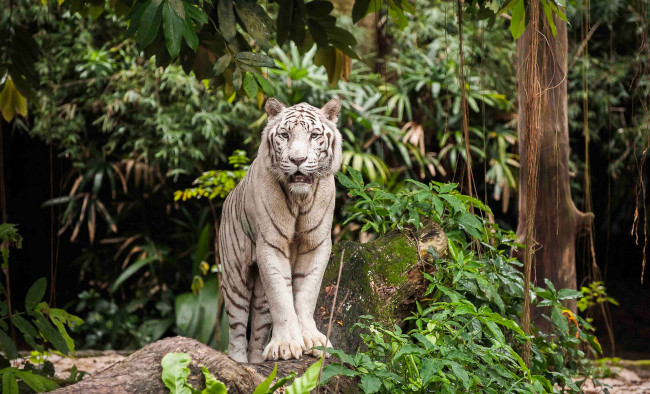 Обои картинки фото животные, тигры, белый