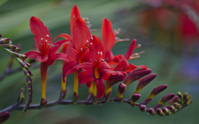 Обои картинки фото цветы, фрезия, макро