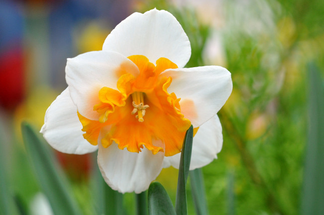 Обои картинки фото цветы, нарциссы, макро