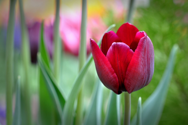 Обои картинки фото цветы, тюльпаны, бутон