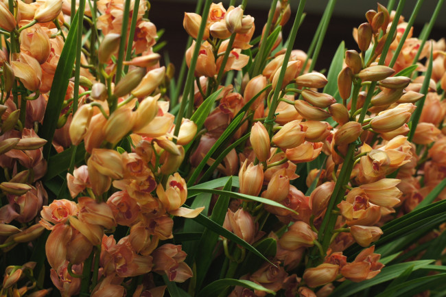 Обои картинки фото цветы, орхидеи, экзотика