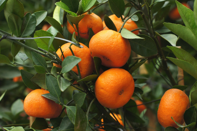 Обои картинки фото природа, плоды, мандарины