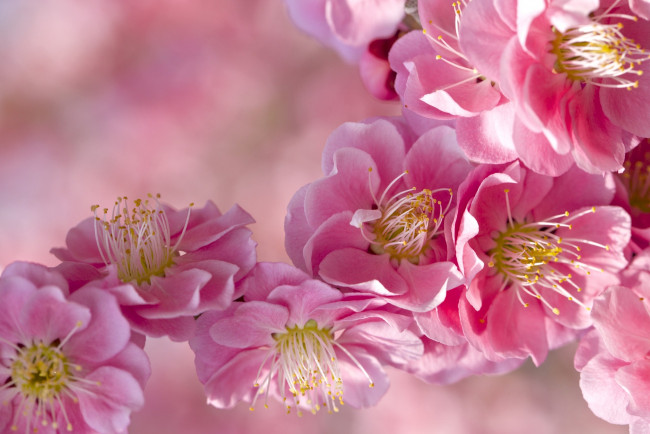 Обои картинки фото цветы, цветущие деревья ,  кустарники, слива