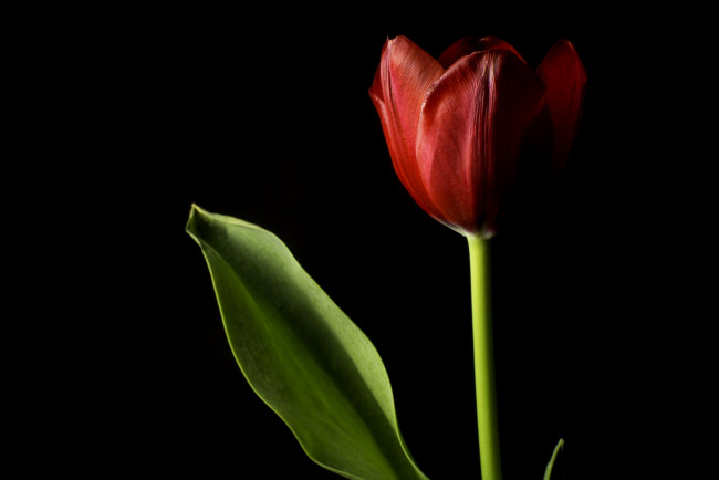 Обои картинки фото цветы, тюльпаны, бутон