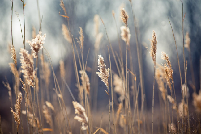 Обои картинки фото природа, макро, колоски, трава