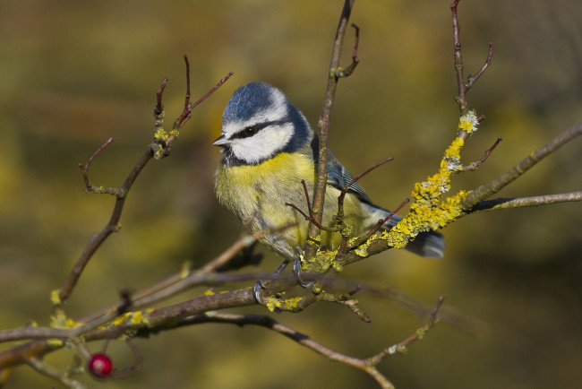 Обои картинки фото животные, синицы,  лазоревки, птичка