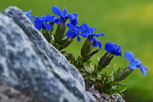 Обои картинки фото цветы, горечавки, синий