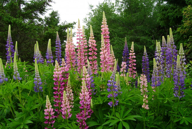 Обои картинки фото цветы, люпин, лето