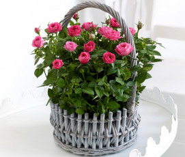 Картинка цветы розы корзинка розв розовые