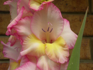 Картинка цветы гладиолусы цветок гладиолус нежность розово-жёлтый