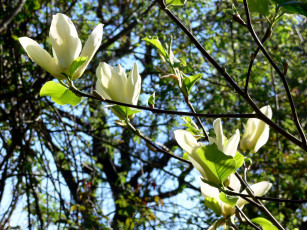 Картинка цветы магнолии лепестки