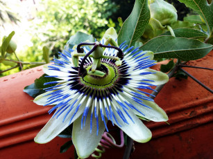 Картинка цветы пассифлора страстоцвет