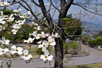 Картинка цветы кизил весна