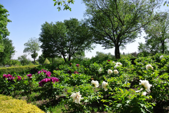 Картинка цветы пионы кусты