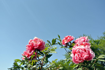 Картинка цветы пионы розовый