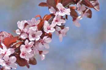Картинка цветы цветущие+деревья+ +кустарники весна ветка листья