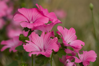 Картинка цветы мальвы фон макро розовые мальва